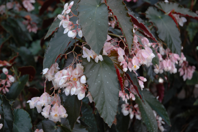 B. ‘White Chandelier’